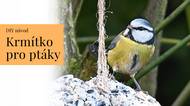 Tip na jednoduché krmítko pro ptáky za pár korun: Inspirace na tvoření